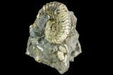 Iridescent Hoploscaphites Ammonite - South Dakota #110568-2